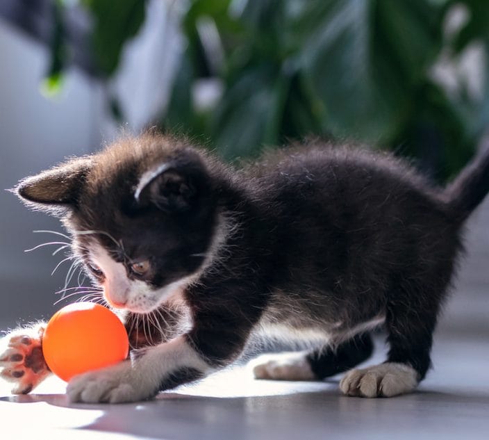 A new cat therapy helped people with asthma and cat allergies control their symptoms.