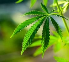 Marijuana Allergy: From Symptoms to Causes, Cross-Reactions